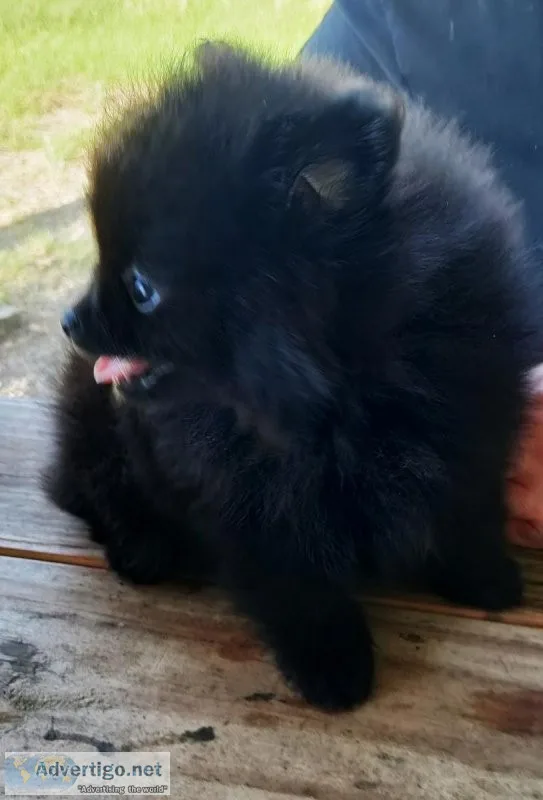 Gorgeous Female Pomeranian Puppy