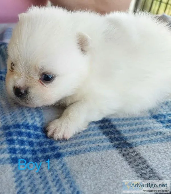 Beautiful Pomeranian Puppies