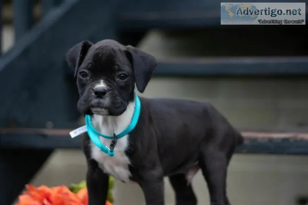 Ace boxer