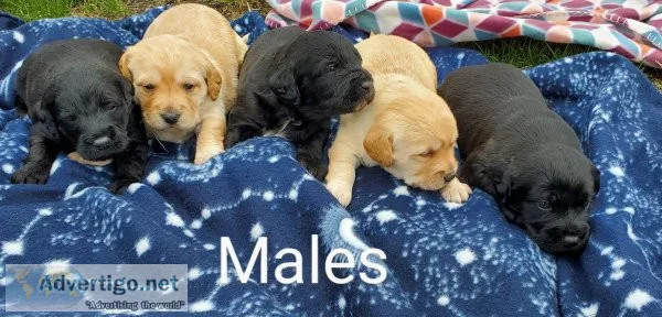 Labradoodles