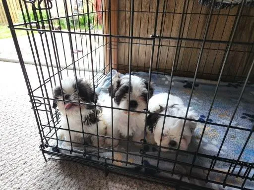 REGISTERED SHIH TZU PUPPIES