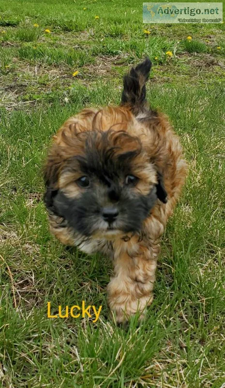 Shihpoos