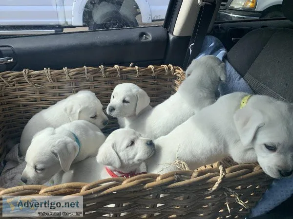 Labrador Retriever 324 white puppies