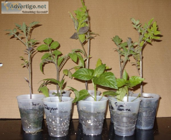 One Dollar Tomato and Pepper Plants for sale