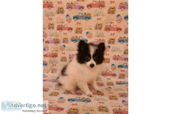 Tiny Pomimo-Royce-Male