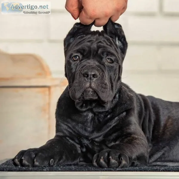 Cane corso puppies
