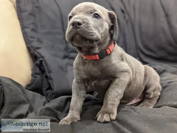 Cane corso puppies
