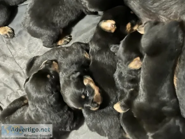 AKC Rottweilier puppies
