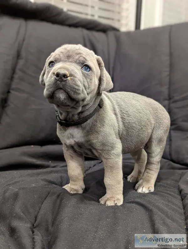 Cane corso puppies