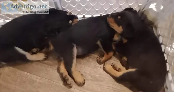 Rottweiler female pups