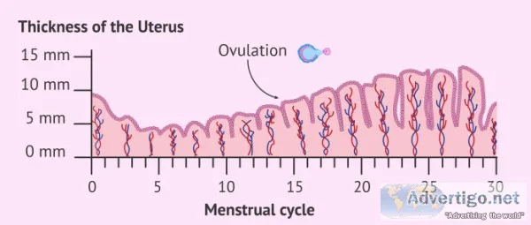 Endometrial thickness | endometrial thickness chart ? pregajunct