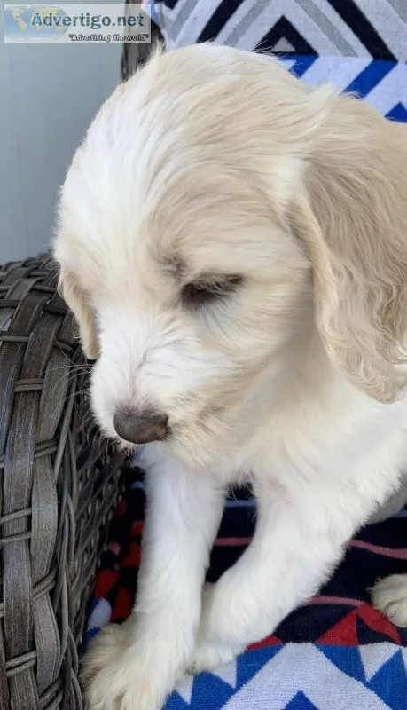 Goldendoodle F1b