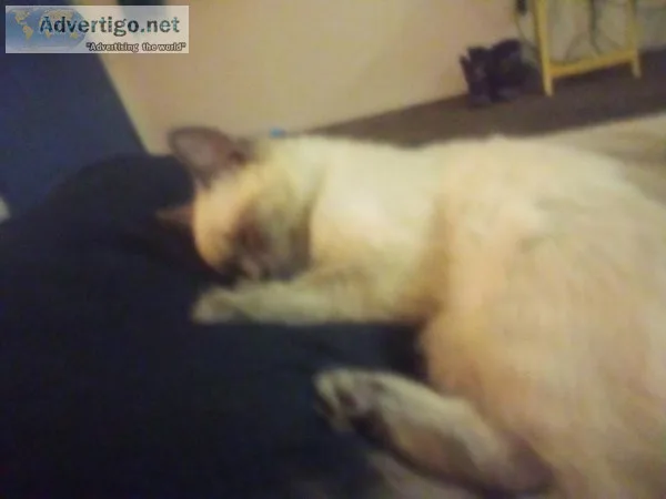 Bluepoint kitten named Star