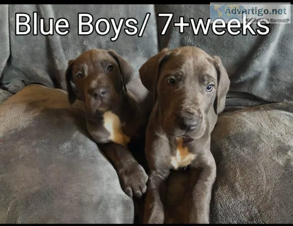 Great Dane pups