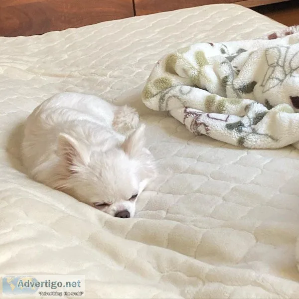 Chihuahua Puppies in Dallas