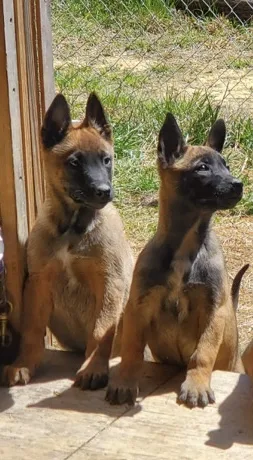 Belgian malinois puppies