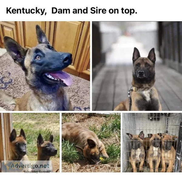Belgian malinois puppies