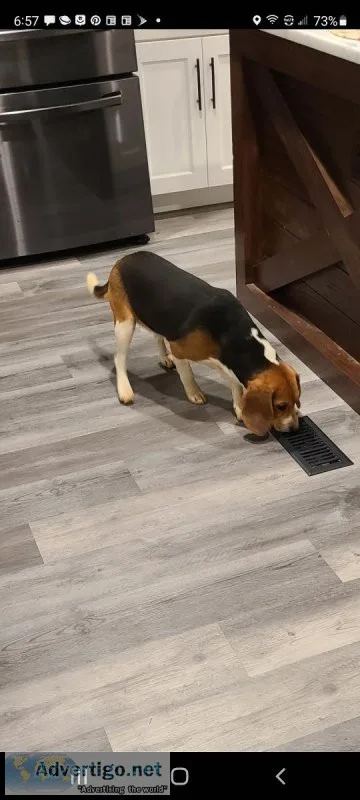 Male Beagle to a good home