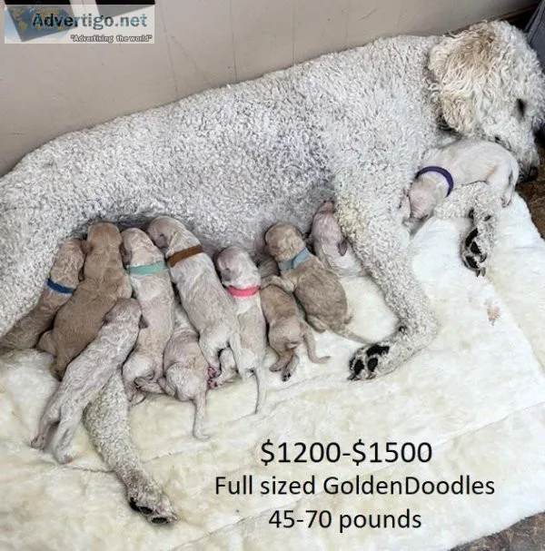 Golden Doodles