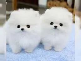 Pomeranian