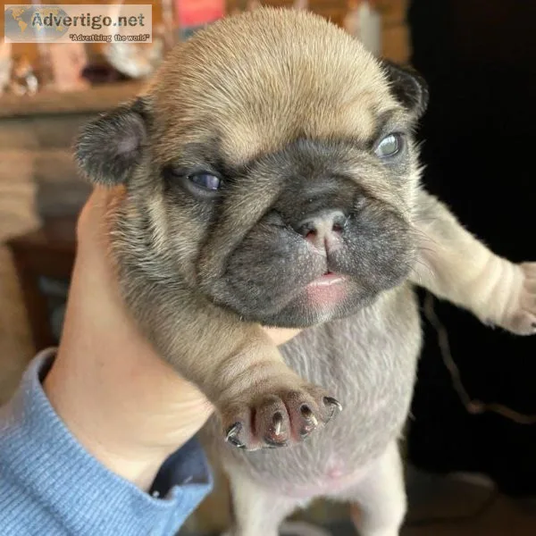 9 Weeks French bulldog ready for rehoming