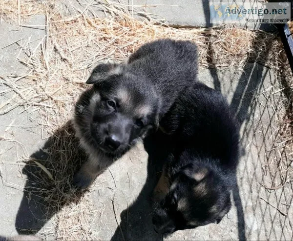 AKC German Shepherd Puppies