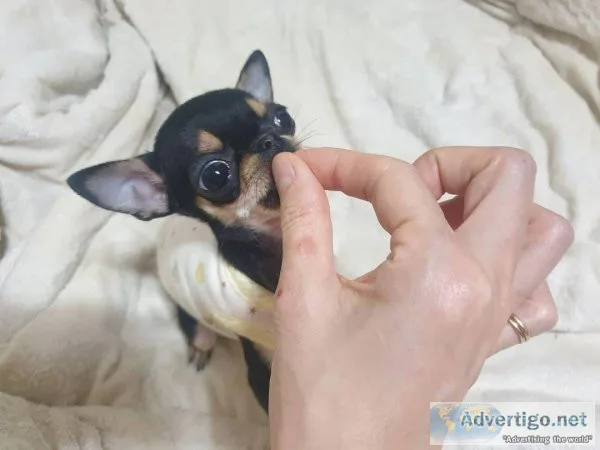 Chihuahua puppies ready