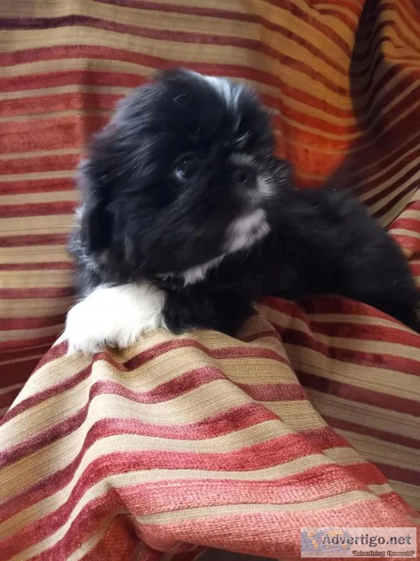 Milo the Pekingese Puppy