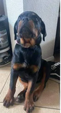 rotties male and female