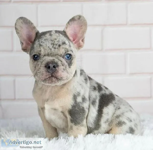 Gorgeous AKC Reg Blue French Bulldog Puppies