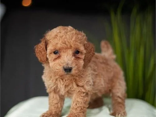 MINI GOLDENDOODLES
