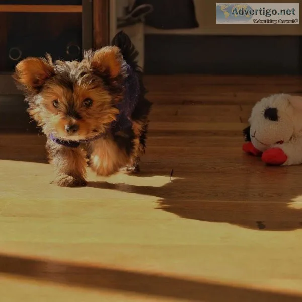 Yorkie puppy 10 weeks old 1st shots