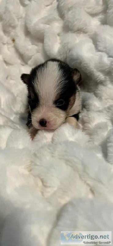 Akc Pembroke corgis