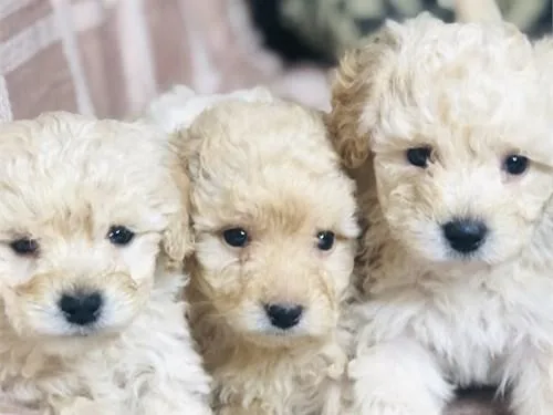 Maltipoo puppies ready