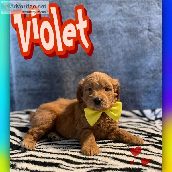 6 weeks old F1 mini Goldendoodle
