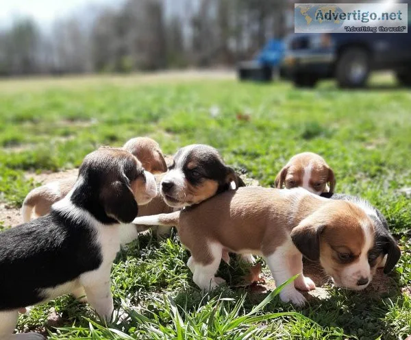 UKC Registered Beagle Pups