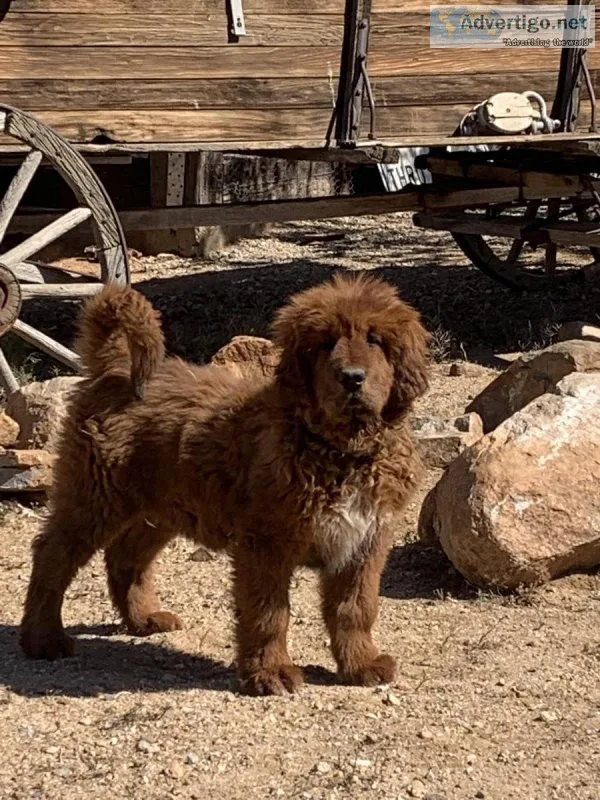 Tibetan mastiff puppy for sals