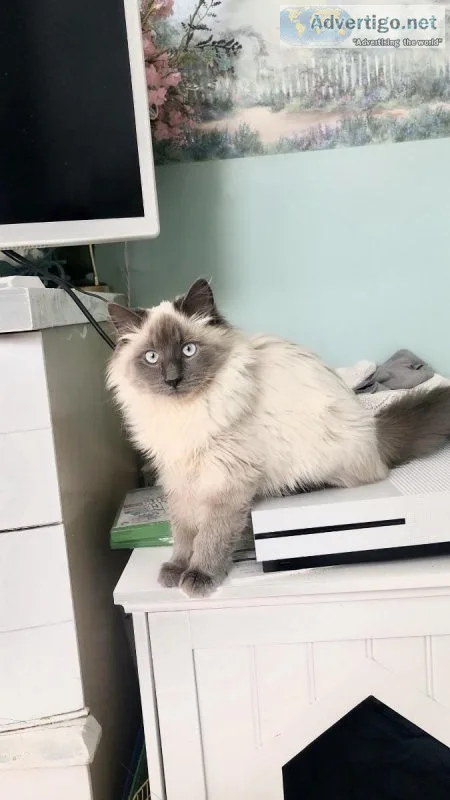 Ragdoll kittens