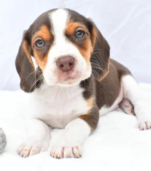Little beagle pup that s looking for a ever home.
