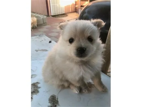 females Pomeranians puppy