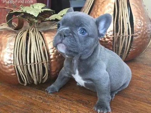 AKC Blue Frenchie pup