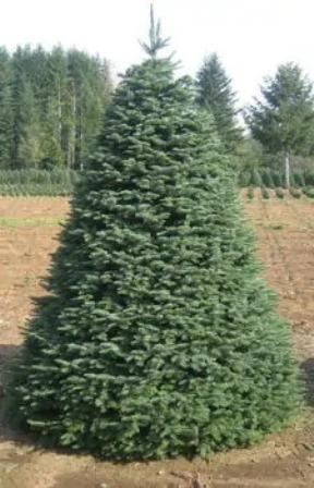 Buy Christmas Tree Delivered 12 Foot Balsam Fir