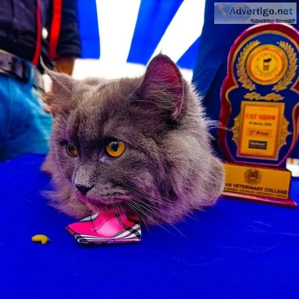 cats for sale in lucknow