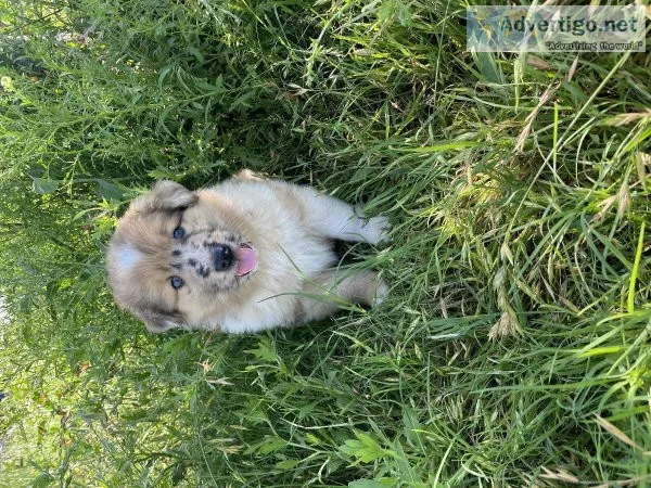Collie x Belgian Malinois