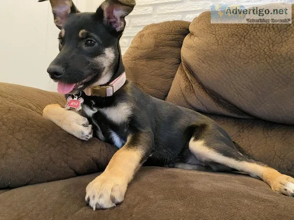 4 month old Australian German Shepard Mix