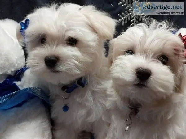 Maltese Puppies
