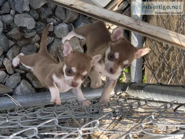 Chihuahua