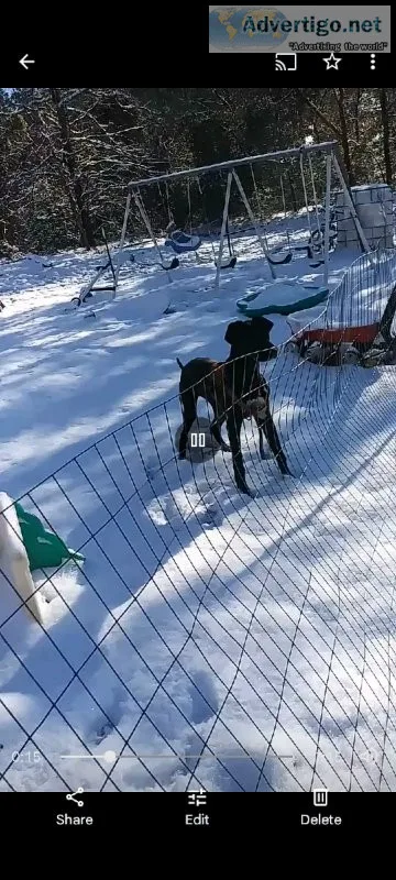 Intact female Great Dane