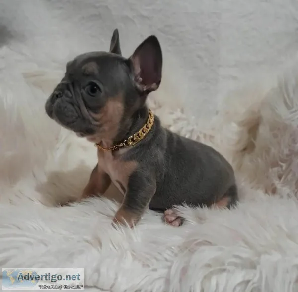 Cute French Bulldog Puppy For Sale