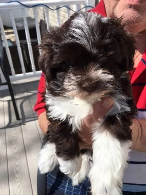 Chocolate Male Havanese Puppies.